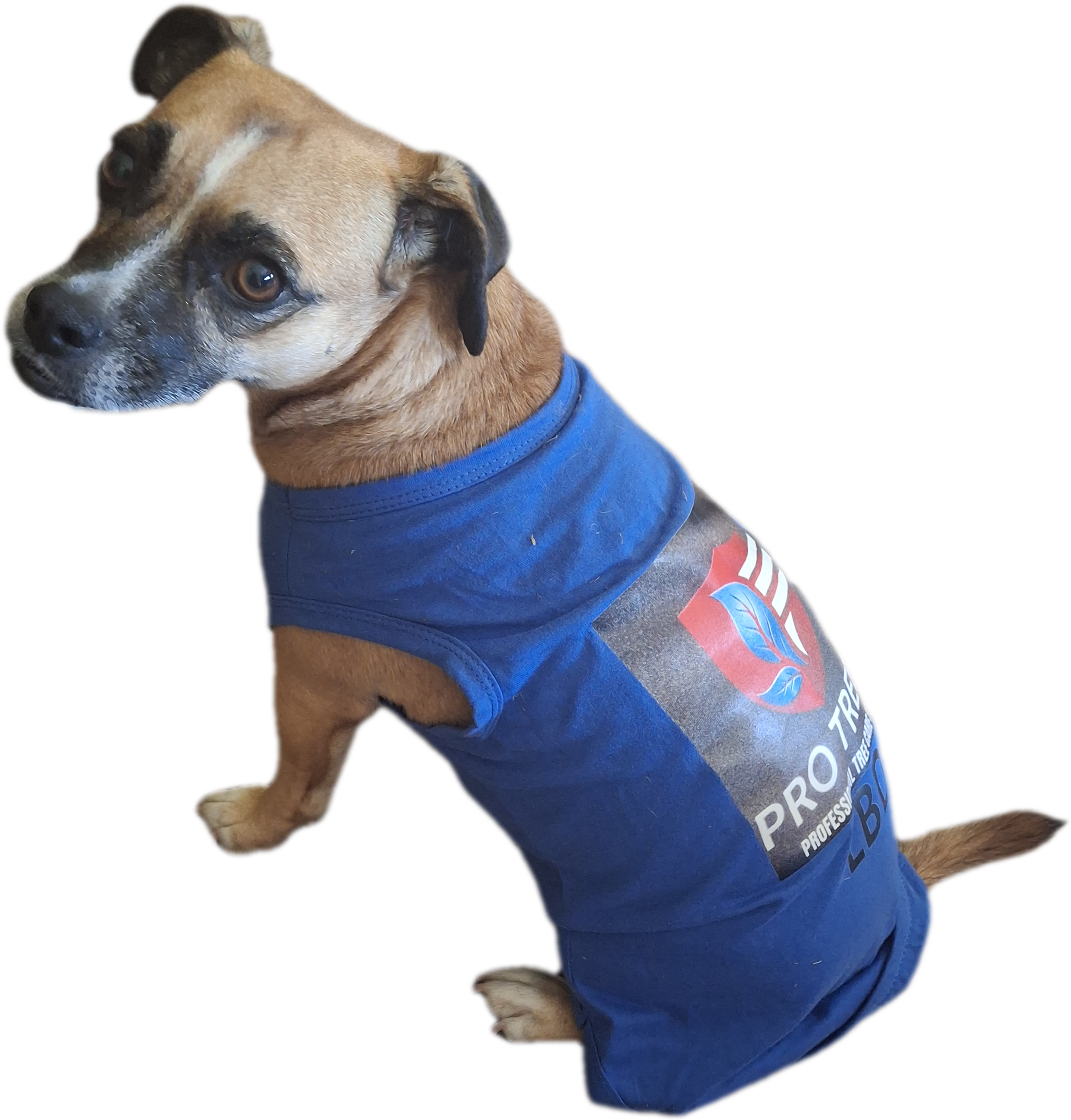 Wanda, the Pro Trees dog, wearing her own Pro Trees shirt