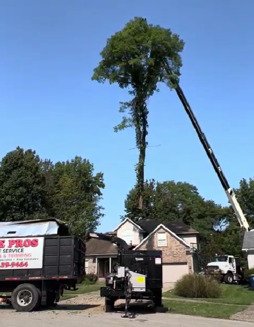 Pro Trees crane taking the top out of a tall tree on a residential street