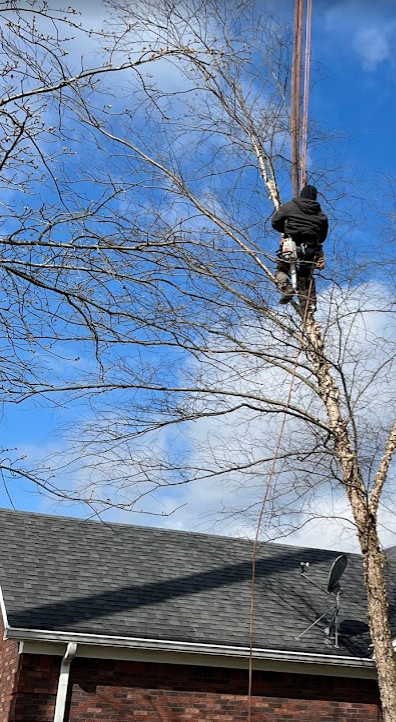 Pro Trees climber roped into a tall tree beside a house roof