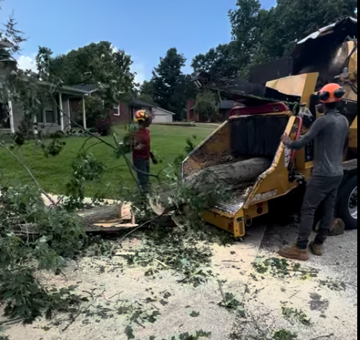 Pro Trees crew feeding brush into the chipper during cleanup