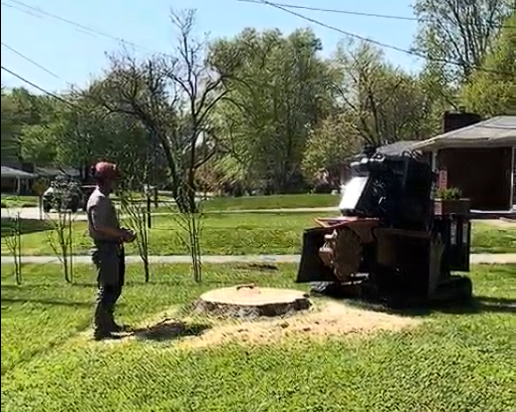 Stump ground flush and the lawn cleared after a Pro Trees removal